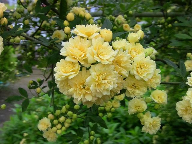 木香花种植方法和时间，木香花的种植养护修剪方法（2个月爬成一面花墙）