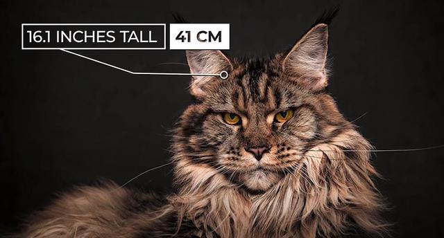 猫的种类图片及名称，猫的种类图片及介绍（猫的种类和性格特点）