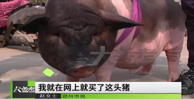 小香猪多少钱一只，成年小香猪多少斤（结果长成100多斤的大肥猪）