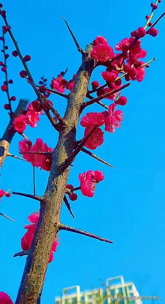 莺歌燕舞是什么季节，柳绿花红莺歌燕舞是什么季节（百花争艳的季节）