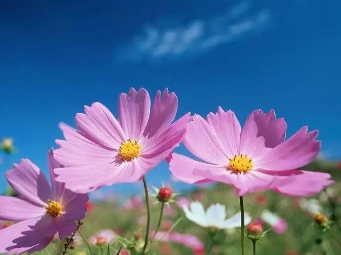 生命力很顽强的花草有哪些？这些养不死的花你知道吗？