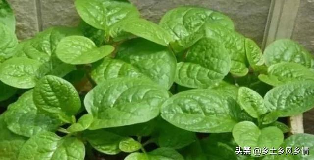 树番薯的功效与作用，番薯功效与作用,番薯的副作用（这5种蔬菜在树下栽培）