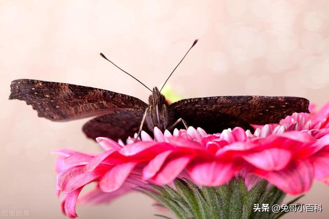 蝴蝶生活习性，蝴蝶王国（蝴蝶的生活环境和特点）