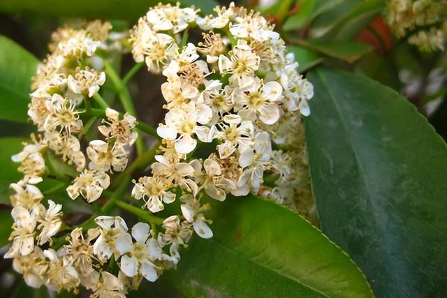 石楠花气味是什么味道，为什么路边种那么多