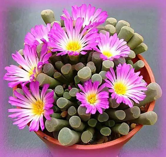 仙人掌开花图片，八种开花勤快的仙人掌植物（40多种罕见的仙人掌开花图）