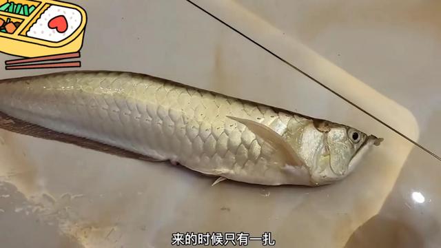银龙鱼价格多少钱一只，龙鱼一般多少钱（可以先从饲养银龙练手）