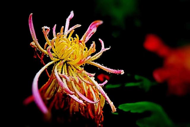 重阳节和菊花有什么关系，重阳节菊花代表什么意思（重阳节与菊花）