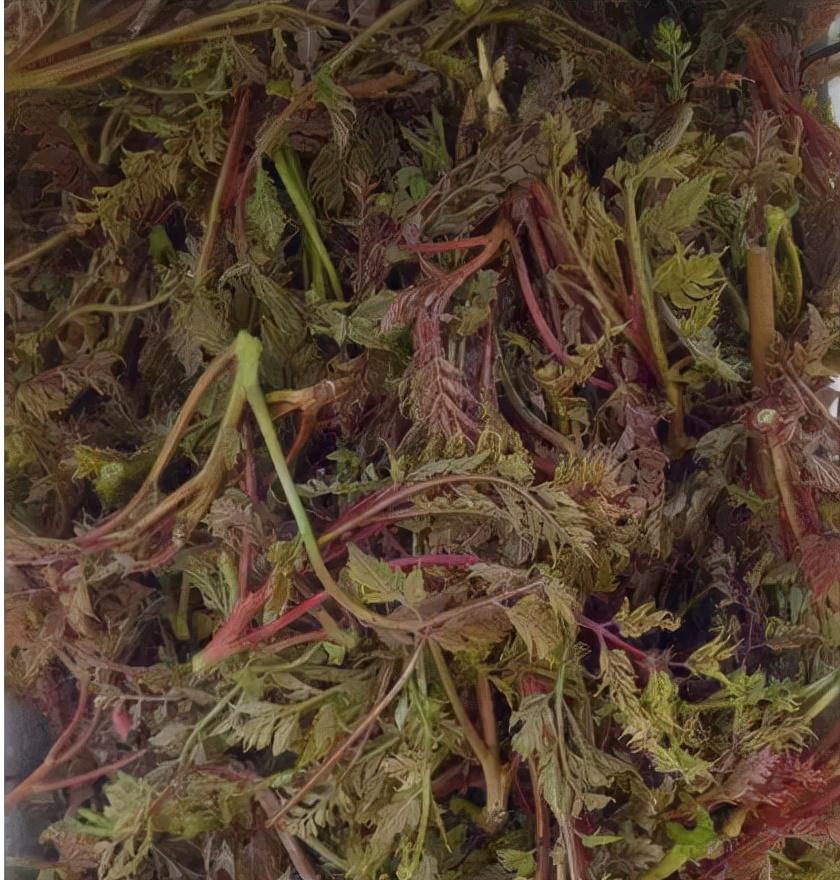 木兰芽保存方法与用法,野生木兰芽怎么才能保存时间长一些