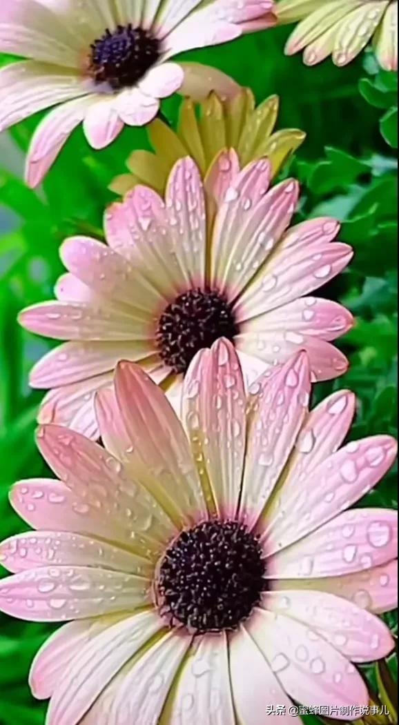 风景美图，风景美图壁纸（鲜花争艳，美景如画，过目不忘）