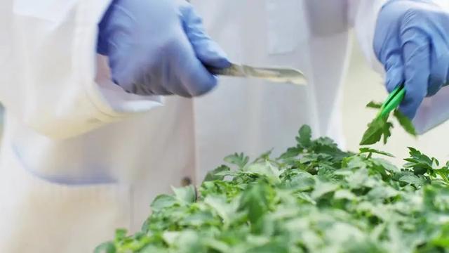 美国有哪五大农业带 美国五大农业带是什么，美国有哪五大农业带（中国农业的发展趋势）