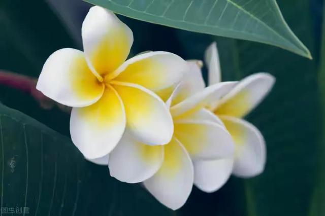 格物致知的意思，格物致知的含义（古今都错解的〖格物致知〗究竟是何意）