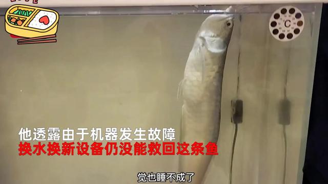 银龙鱼价格多少钱一只，龙鱼一般多少钱（可以先从饲养银龙练手）