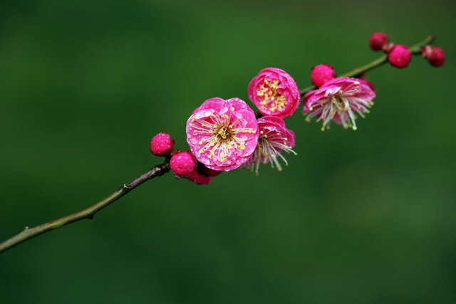 櫻花和梅花的區別,梅花與櫻花區別(想3秒內分辨桃花,櫻花,杏花,梅花