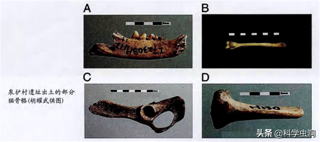 公猫端母猫，公猫端母猫,一端一哎哟（为什么穿上裤子就不认猫）