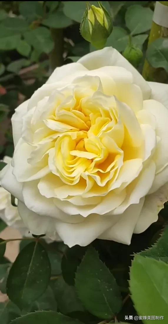 适合发心情的图片   赏图愉快哦:），关于发心情的图片（鲜艳欲滴的花朵）