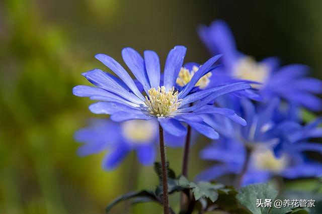 蓝色雏菊花语是什么，总有一种打动你