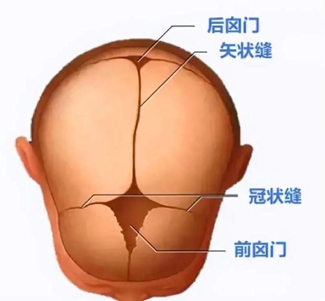 开指到生产一般多久，开指到生产一般是多久（为什么动物生育后代那么轻松）