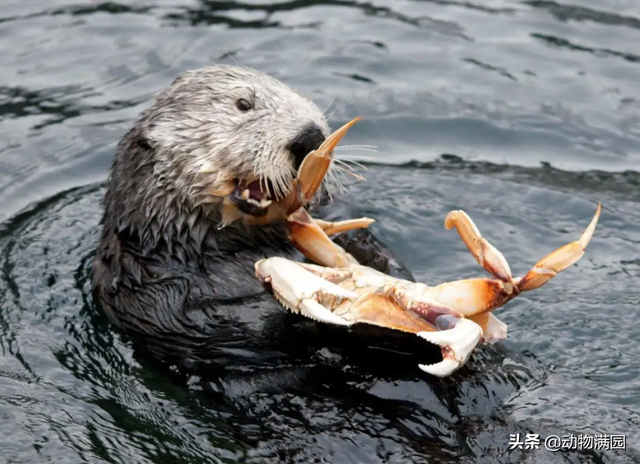 海獭和水獭的区别,海獭怎么读(物种百科:海獭)