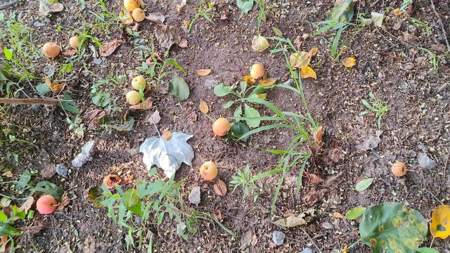 沙果饮品的做法，沙果饮品的做法和配料（沙果——割不断的乡愁之五）