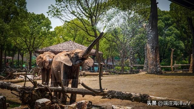 上海最好玩的地方，上海必须去玩的地方有哪些（去上海十个必打卡地）
