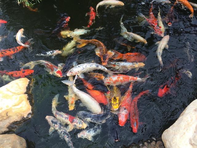 锦鲤品种一览图，为什么日本锦鲤那么受欢迎