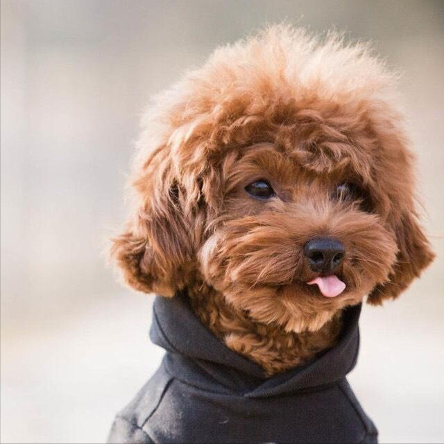 黑色贵宾犬图片，黑色贵宾犬价格（“贵宾犬”毛色大盘点）