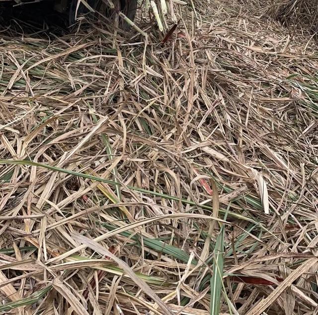 我的人生经历，我的人生经历了许多风风雨雨（我的人生经历作文）