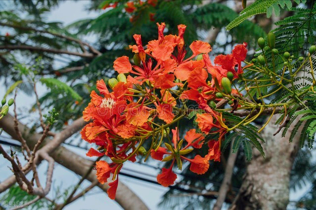 花配什么文案比较好，花配什么文案比较好听（人间最美花相伴）