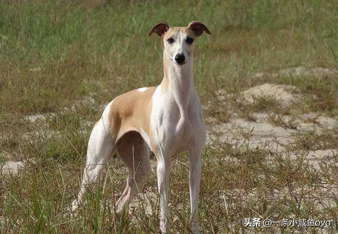 一,细狗意思介绍