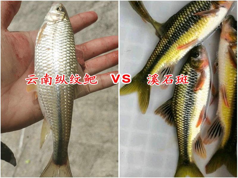 黄尾鱼多少钱一斤(红尾鱼和黄尾鱼哪个好吃)