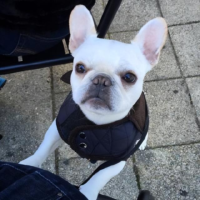 哪种博美犬最好养，很适合懒人养哦