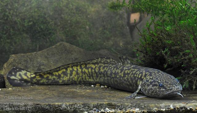 白色的鱼是什么鱼，白色的观赏大鱼是什么鱼（黑龙江鱼类之“三十二杂鱼”图谱）
