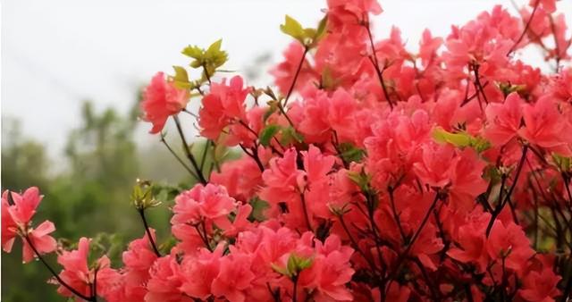 梅花象征什么，梅花象征什么青松象征什么雪花象征什么（中国十大名花排行榜）