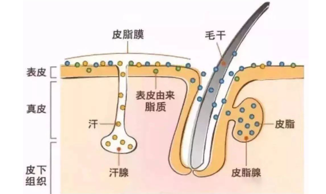 控油护肤品怎么用，控油护肤品十大排行榜（这份真正有效的“控油”护肤方案）