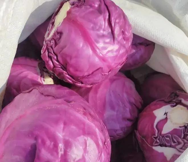 紫色的菜叫什么蔬菜，紫色的蔬菜有哪些（懒人蔬菜—紫色甘蓝）