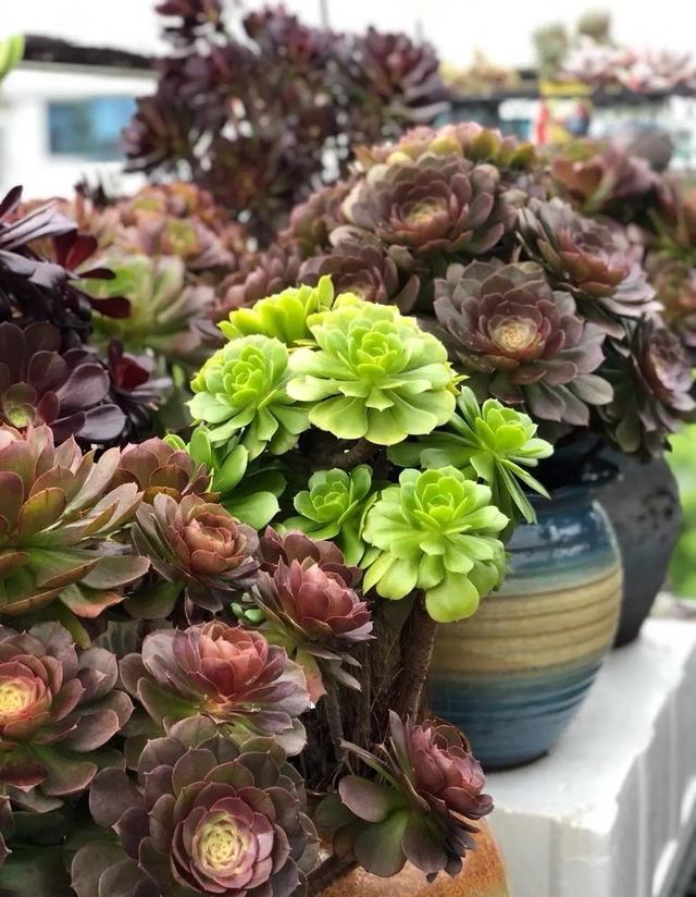 多肉花怎么养，多肉花怎么养才能爆盆（冬天夏天都很美）