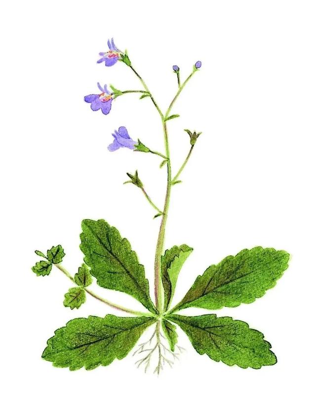 农村常见的花，凌巧分享篇41——这15种生活中常见的野花