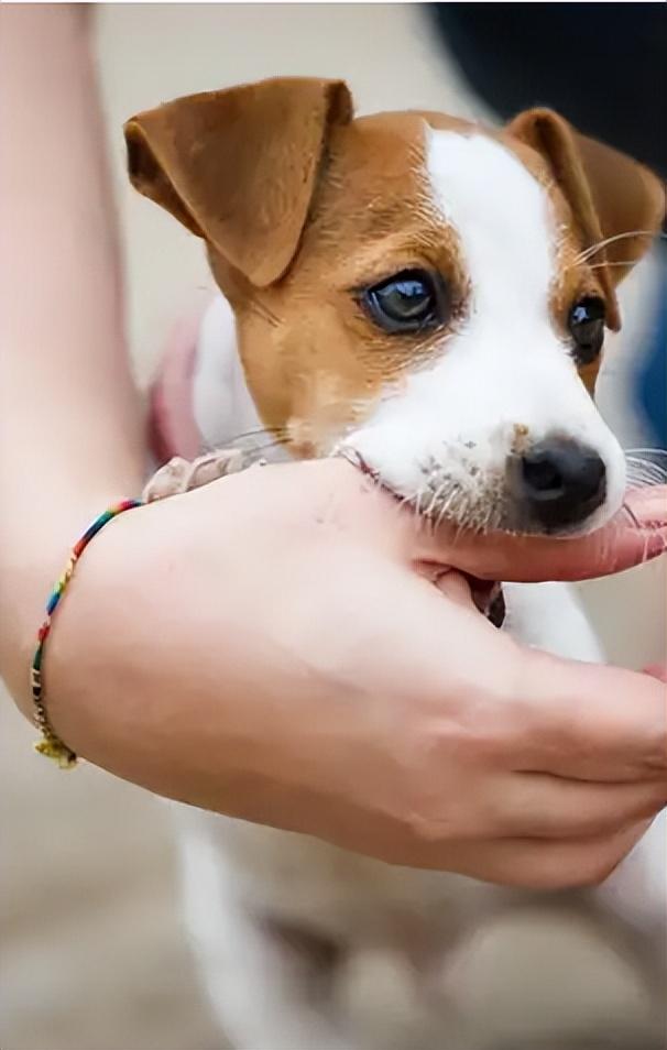 为什么狗狗喜欢舔脚还不让碰脚，狗狗啃你“手跟脚”的原因