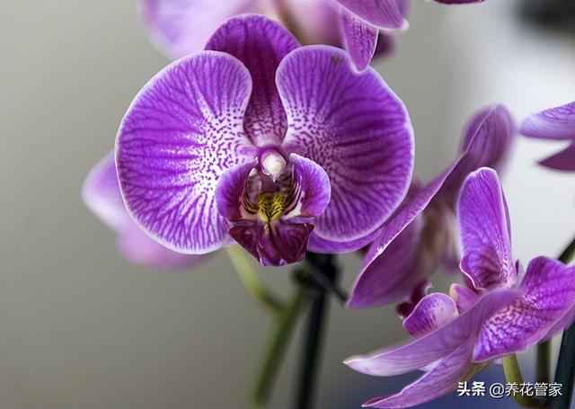 兰花寓意代表什么意思，十种常见的兰花花语