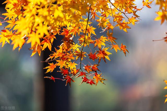 关于中秋节的小学古诗，中秋节的古诗词小学（飞花令“秋”的诗句全集100首古诗词小学生必背好词句技巧）