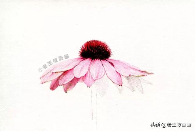 怎样简笔画菊花，怎样简笔画菊花图片（学画画那么久，你会画菊花吗）