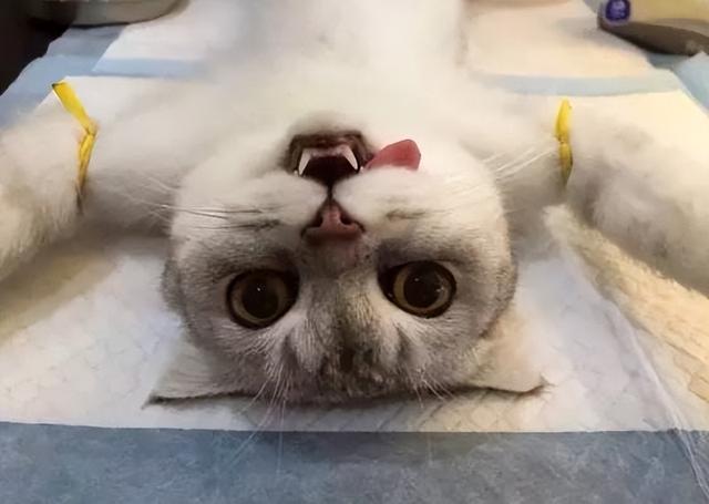 猫做绝育手术需要多少钱，猫咪做绝育手术需要多少钱（你必须知道的猫咪绝育那些事）