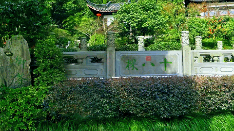 绿茶有哪些品种，红茶有哪些品种（中国的5大名茶是哪些）