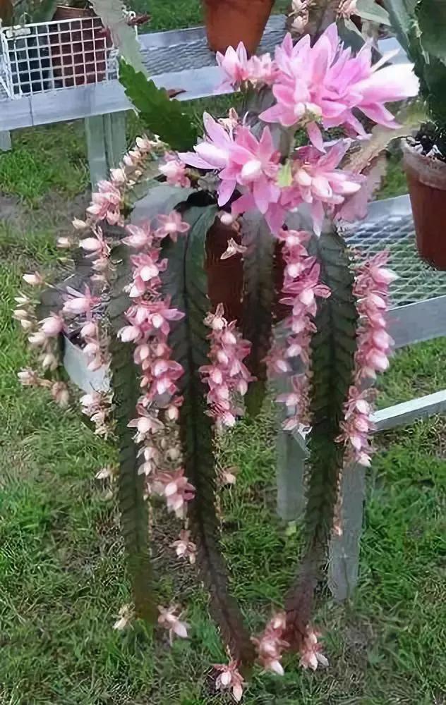 仙人掌开花图片，八种开花勤快的仙人掌植物（40多种罕见的仙人掌开花图）