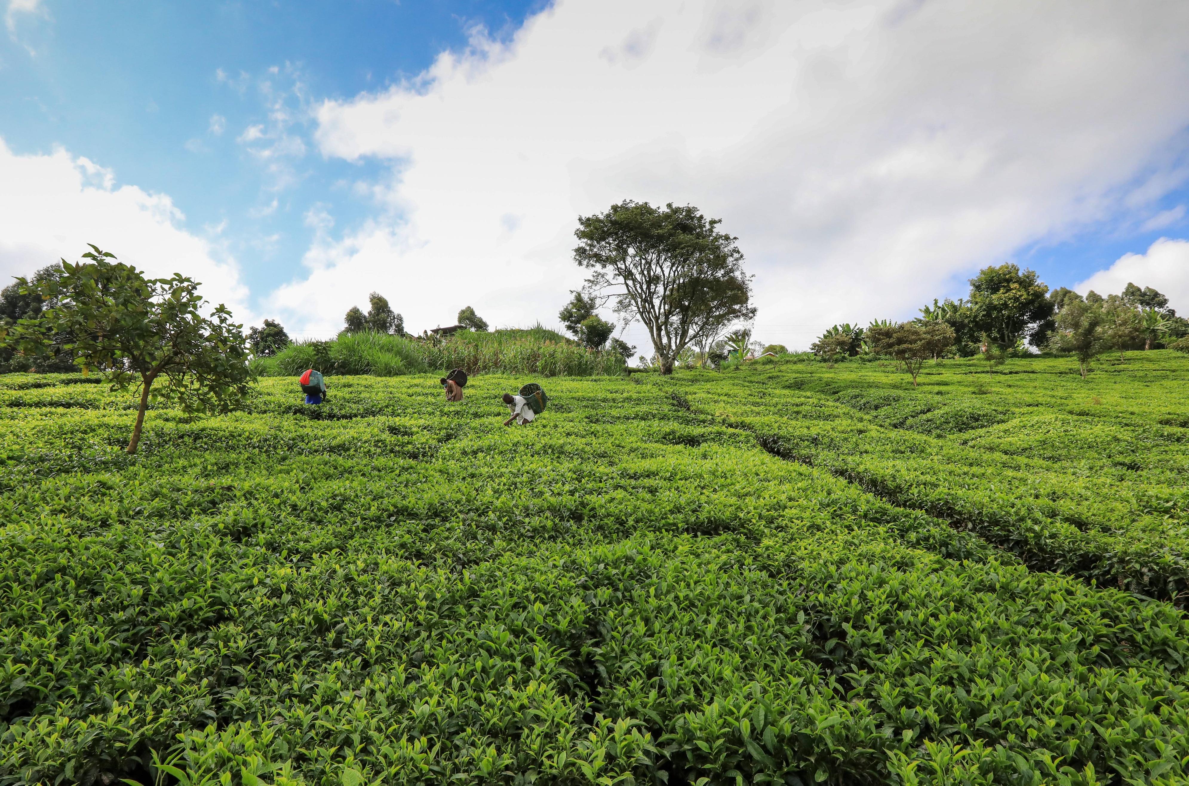 世界十大茶叶出口国是哪十个（茶叶出口最多的国家）