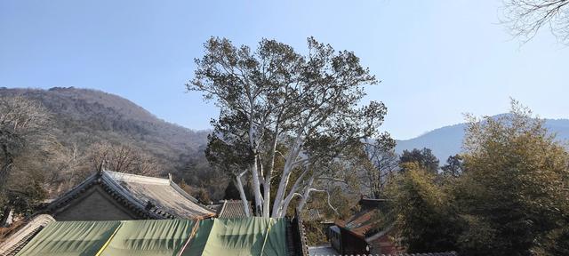 过京西潭柘寺，＃走北京＃