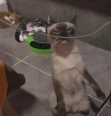 暹罗猫多少钱一只，红虎斑暹罗猫多少钱一只（养猫火葬场”的四种猫咪）