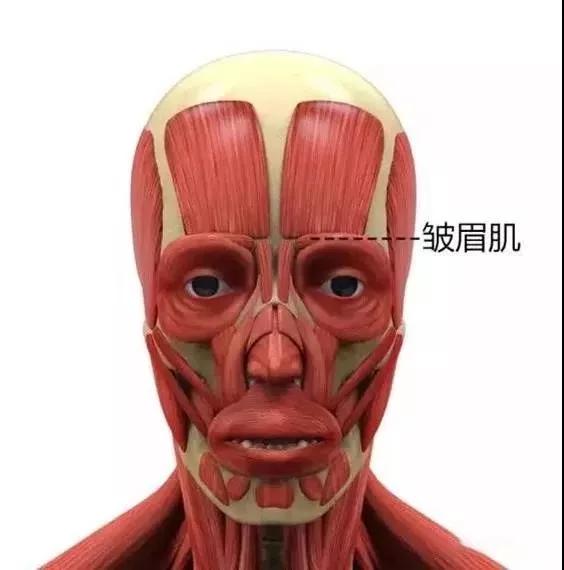 脸部结构图名称大全,脸部结构图解大全(面部肌肉解剖详解--表情美容都用她) 脸部结构图名称大全,脸部结构图解大全(面部肌肉解剖详解--表情美容都用她)