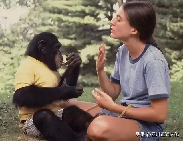 五牲是指哪五种动物，五畜指什么动物（苏联的“人猿杂交”实验）