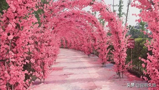 市花和市树是什么，杭州的市树和市花是什么（昆明400亩网红月季花海）